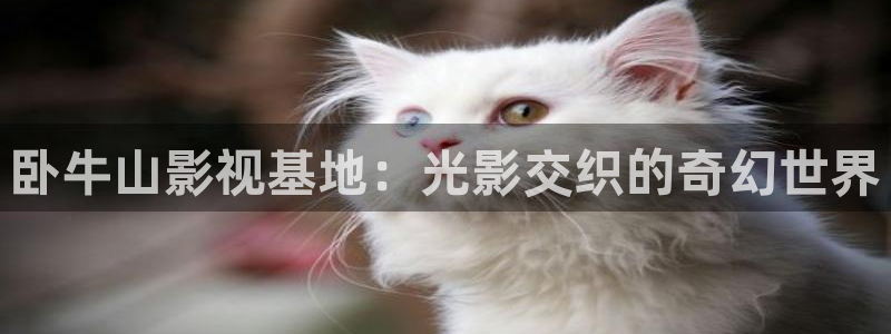 飘花电影怎么样